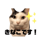 うちのきなこちゃんです（個別スタンプ：1）