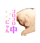 うちのきなこちゃんです（個別スタンプ：5）