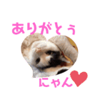 うちのきなこちゃんです（個別スタンプ：11）