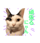 うちのきなこちゃんです（個別スタンプ：14）