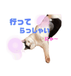 うちのきなこちゃんです（個別スタンプ：19）