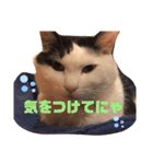 うちのきなこちゃんです（個別スタンプ：20）