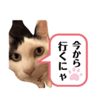 うちのきなこちゃんです（個別スタンプ：21）