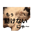 うちのきなこちゃんです（個別スタンプ：23）