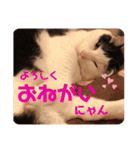 うちのきなこちゃんです（個別スタンプ：28）