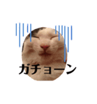 うちのきなこちゃんです（個別スタンプ：31）