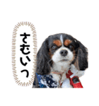最強可愛いパック（個別スタンプ：40）