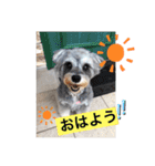 世界一可愛いシュナウザー（個別スタンプ：2）