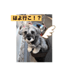 世界一可愛いシュナウザー（個別スタンプ：4）
