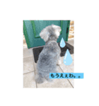 世界一可愛いシュナウザー（個別スタンプ：5）