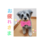 世界一可愛いシュナウザー（個別スタンプ：8）