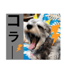 世界一可愛いシュナウザー（個別スタンプ：9）