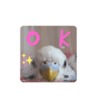 INKO PICHAN1（個別スタンプ：1）