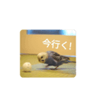 INKO PICHAN1（個別スタンプ：3）