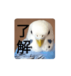 INKO PICHAN1（個別スタンプ：6）