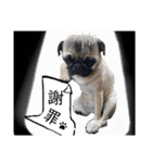 おパグで候う（個別スタンプ：5）