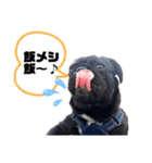 おパグで候う（個別スタンプ：6）