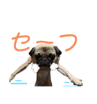 おパグで候う（個別スタンプ：12）