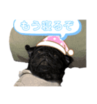 おパグで候う（個別スタンプ：14）