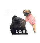 おパグで候う（個別スタンプ：15）
