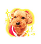 トイプードルのチャッピーさん（個別スタンプ：10）