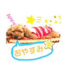 トイプードルのチャッピーさん（個別スタンプ：12）