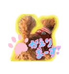 トイプードルのチャッピーさん（個別スタンプ：13）