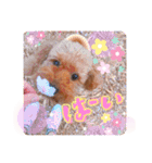 トイプードルのチャッピーさん（個別スタンプ：16）