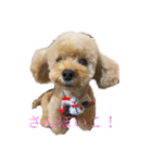 パニックプードルパニちゃん（個別スタンプ：6）
