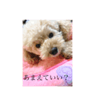 パニックプードルパニちゃん（個別スタンプ：7）