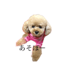 パニックプードルパニちゃん（個別スタンプ：8）