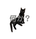 愛猫しおんスタンプ（個別スタンプ：1）