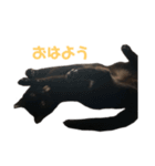 愛猫しおんスタンプ（個別スタンプ：3）