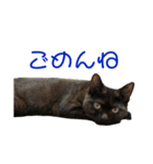 愛猫しおんスタンプ（個別スタンプ：6）