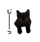 愛猫しおんスタンプ（個別スタンプ：9）