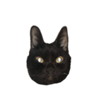 愛猫しおんスタンプ（個別スタンプ：13）
