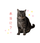 Karin_cat7 -イクラ、ゆず、ウニ、ゴマ-（個別スタンプ：1）