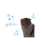 Karin_cat7 -イクラ、ゆず、ウニ、ゴマ-（個別スタンプ：2）