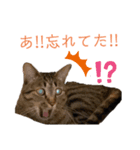 Karin_cat7 -イクラ、ゆず、ウニ、ゴマ-（個別スタンプ：3）