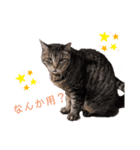 Karin_cat7 -イクラ、ゆず、ウニ、ゴマ-（個別スタンプ：4）