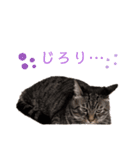 Karin_cat7 -イクラ、ゆず、ウニ、ゴマ-（個別スタンプ：5）