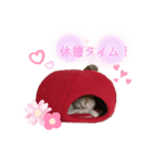 Karin_cat7 -イクラ、ゆず、ウニ、ゴマ-（個別スタンプ：6）
