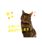 Karin_cat7 -イクラ、ゆず、ウニ、ゴマ-（個別スタンプ：7）