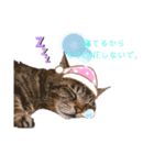 Karin_cat7 -イクラ、ゆず、ウニ、ゴマ-（個別スタンプ：8）