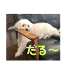 スーと申します（個別スタンプ：16）