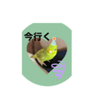 向日葵茶2（個別スタンプ：1）