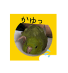 向日葵茶2（個別スタンプ：3）