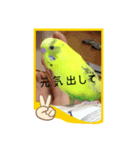 向日葵茶2（個別スタンプ：4）