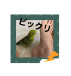 向日葵茶2（個別スタンプ：6）