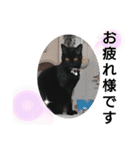 黒猫にこちゃんの日常使いスタンプ（個別スタンプ：1）